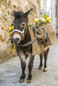 Bildnachweis für: amalfi zitronen transport maultier