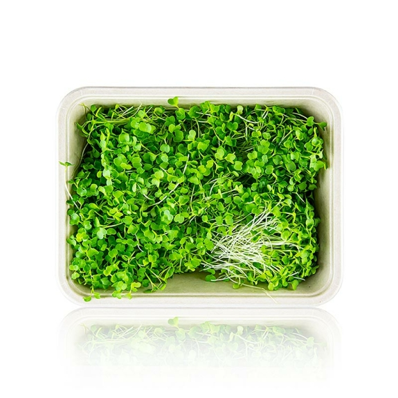 Brokkoli Microgreens
					ganz junge Bl&auml;tter / Keimlinge, vollgepackt, 75 g
				