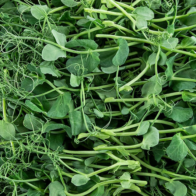 Erbsen Microgreens ganz junge Blätter / Keimlinge, vollgepackt, 100 g