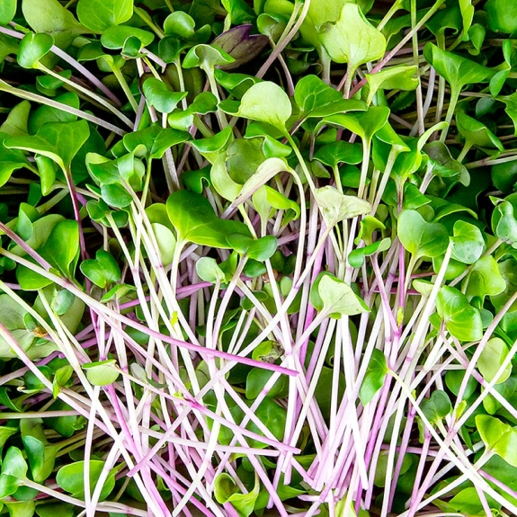 Radieschen Gr&uuml;n Microgreens
					ganz junge Bl&auml;tter / Keimlinge, vollgepackt, 100 g
				