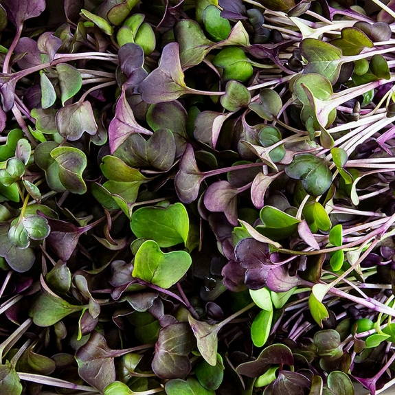 Radieschen Rot Microgreens
					ganz junge Bl&auml;tter / Keimlinge, vollgepackt, 100 g
				