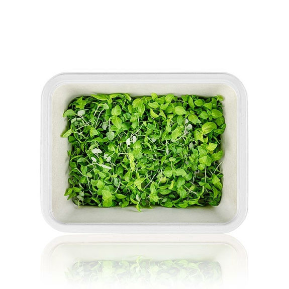 Shiso Microgreens
					ganz junge Bl&auml;tter / Sprossen, vollgepackt, 25 g
				