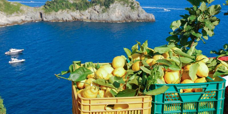 Amalfi Zitronen