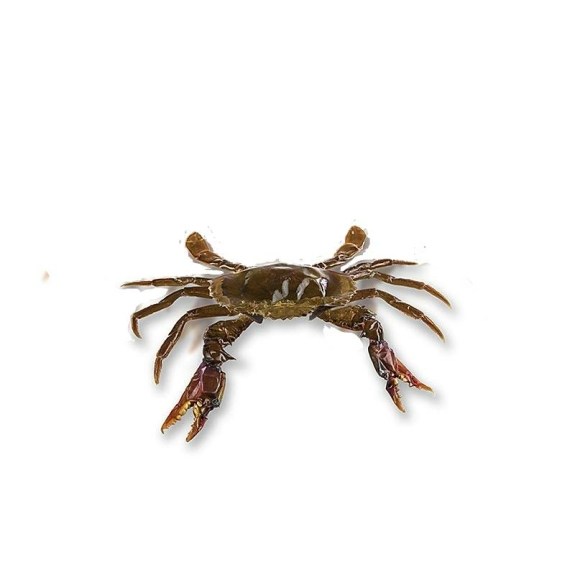 Soft Shell Mangroven Krabben, Prime
					Paitoon, 12 Stück, 1 kg
				