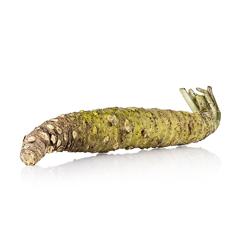 frischer japanischer wasabi